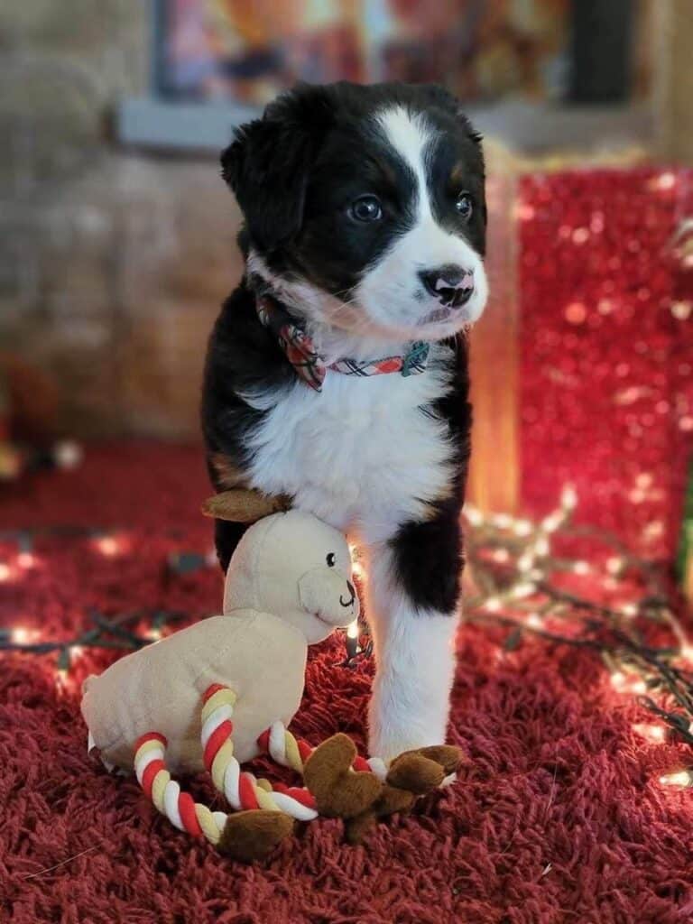 Australian Shepherd Bernese Mountain Dog Mix