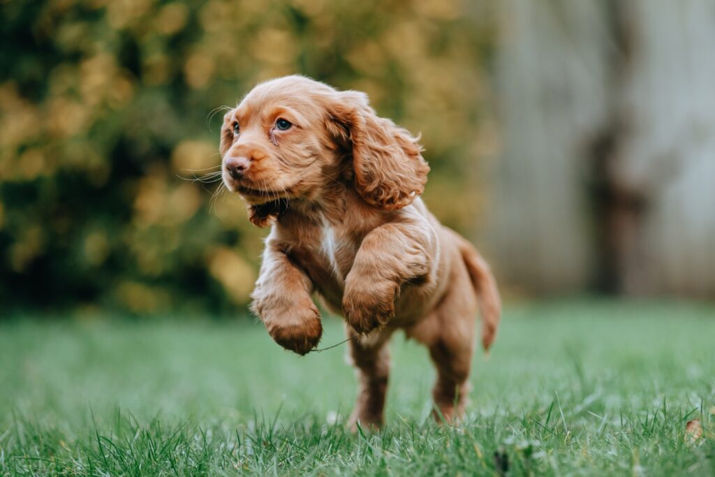 Cocker spaniel