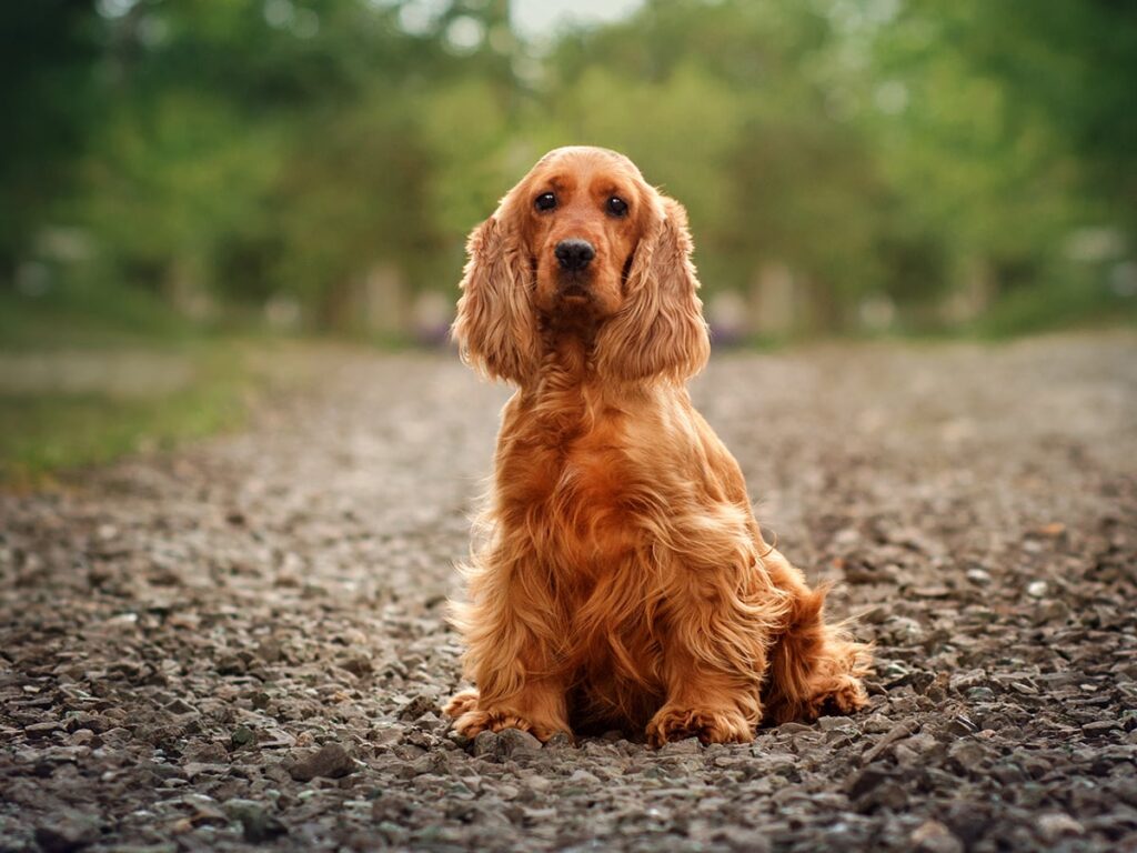 Cocker Spaniel Price