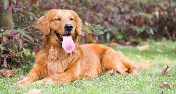 Perfect Dog Breeds For Men