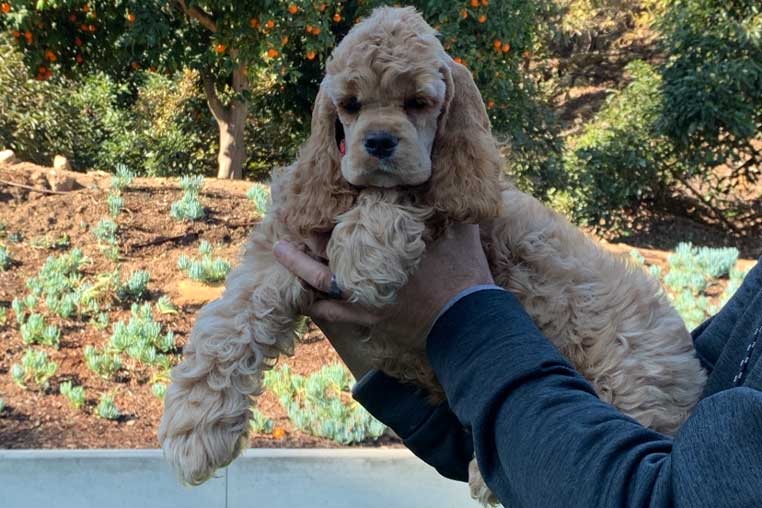 Miniature Or Mini Cocker Spaniel Puppy