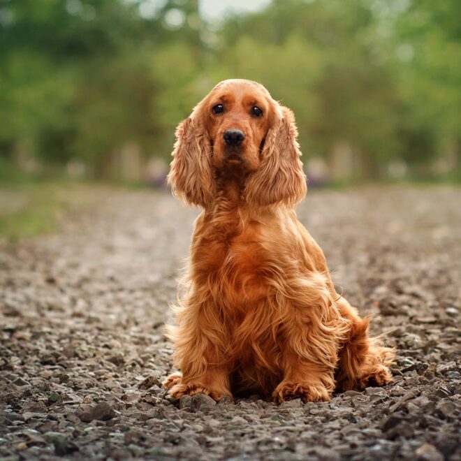 How Much Does A Mini Cocker Spaniel Cost? What Are The Different Prices Of Mini Cocker Spaniels?