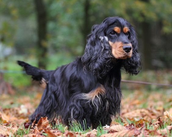 Mini Cocker Spaniel For Sale Lets Delve Into The Amazing Facts Regarding This Famous Breed 2 1