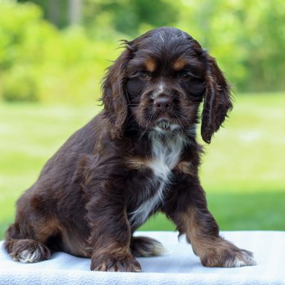 Mini Cocker Spaniel For Sale Lets Delve Into The Amazing Facts Regarding This Famous Breed 3