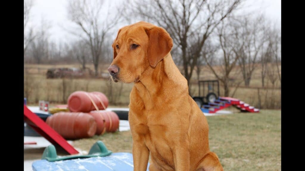 Red Labrador Retriever 