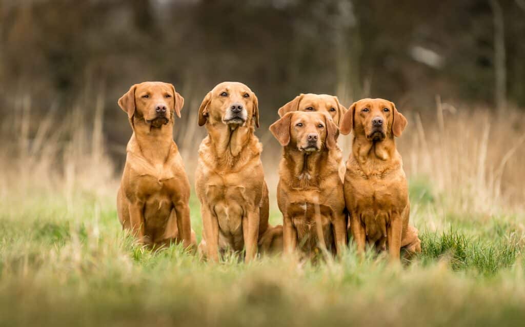 Red Labrador Retriever