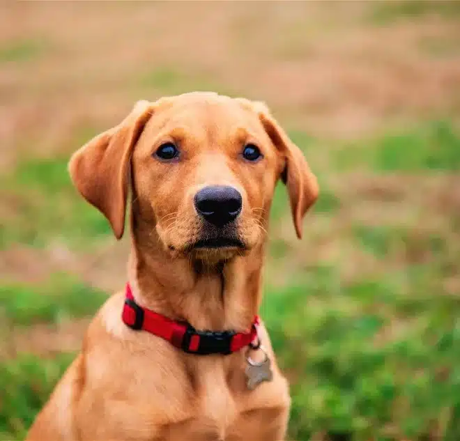 Let’s Know All About Fox Red Labrador Retriever Breed For Ending The Journey Of Searching A Good Pet Dog