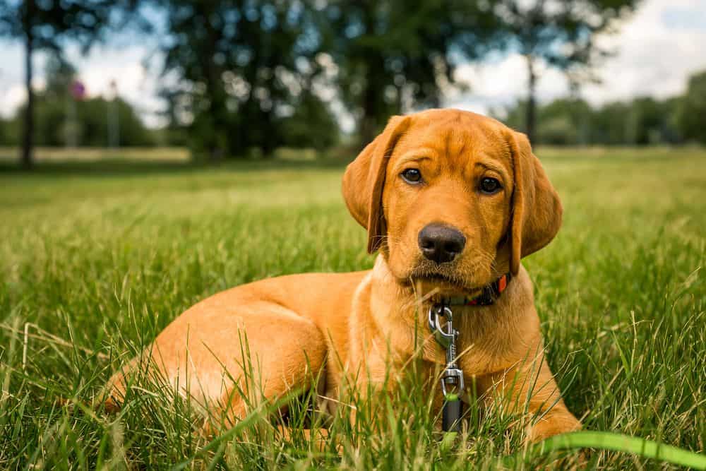 Red Labrador Retriever