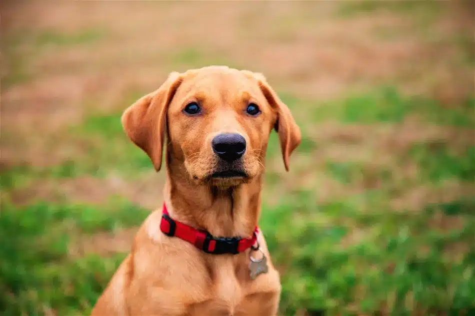 Red Labrador Retriever