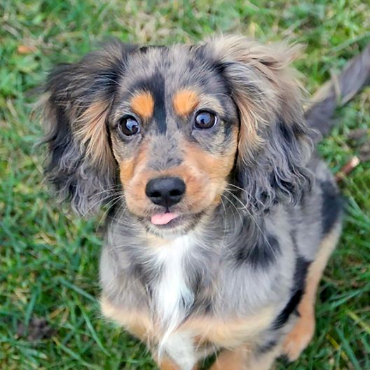 Teacup Mini Cocker Spaniel A Perfect Guide On This Special Breed 1