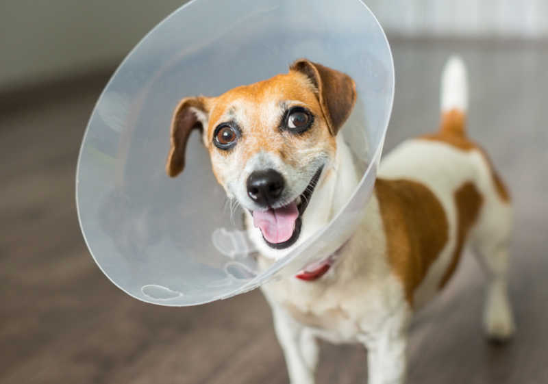 Warning Signs After Spaying Dog 2