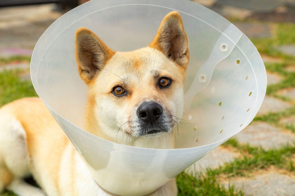 Warning Signs After Spaying Dog