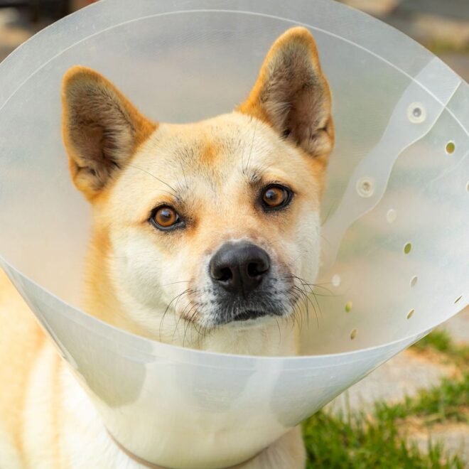 Warning Signs After Spaying Dog: of Infection And Various Complications