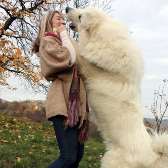 What is The Largest Breed of White Fluffy Dog?