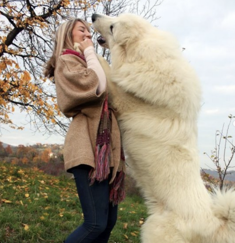 What is The Largest Breed of White Fluffy Dog