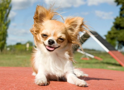 Chigi Or Corgi Chihuahua Mix