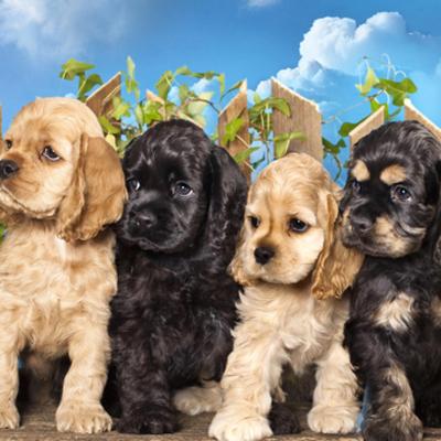 Mini Cocker Spaniel Puppies Cost