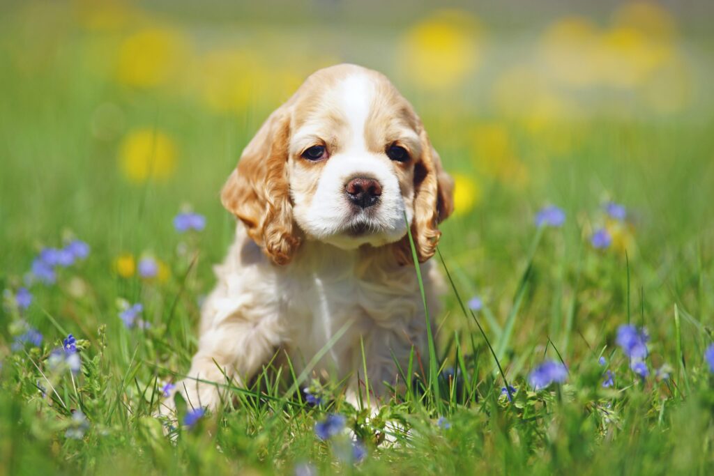 Mini Cocker Spaniel Puppies