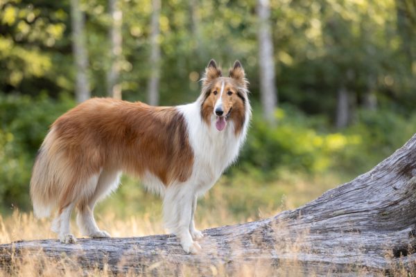 collie dog standing on log outdoors Sharon Snider Shutterstock 600x400 1