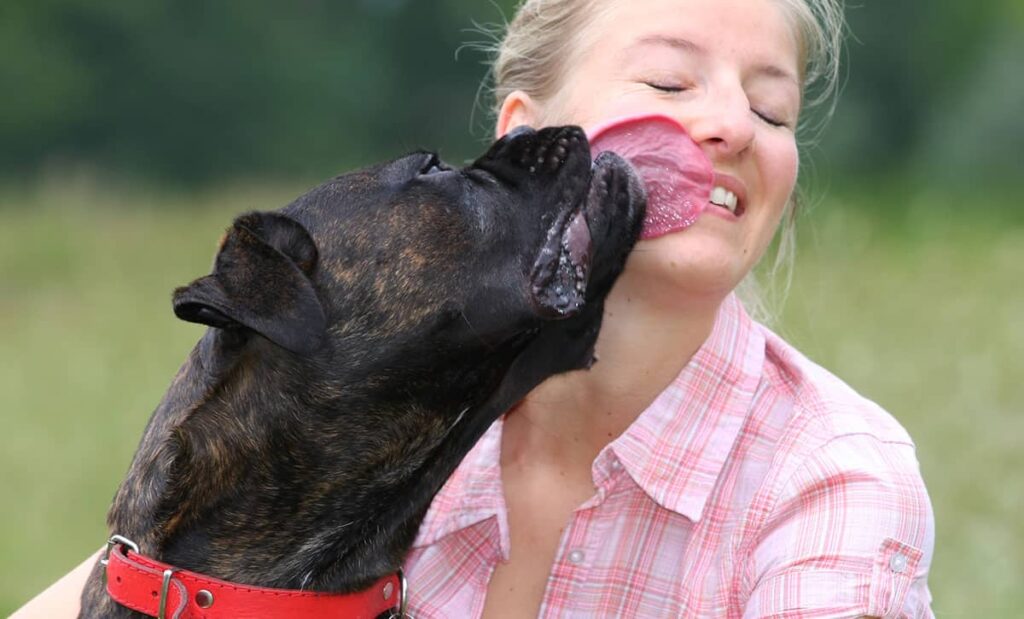 Why Do Dogs Lick You?