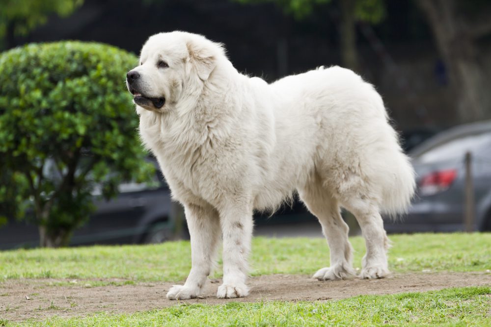 great pyrenees standing outside