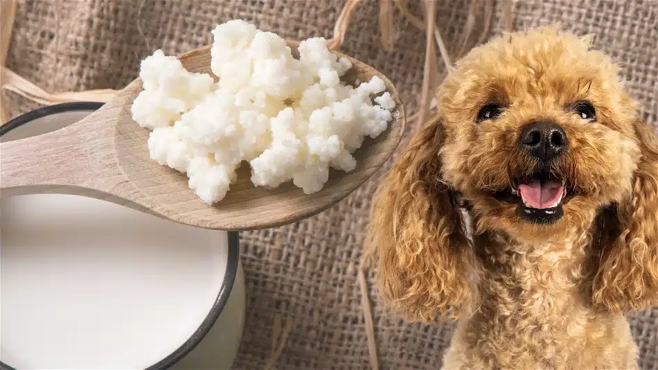 Kefir For Dogs: A Good Diet Or The Bad One? Let's Explore This