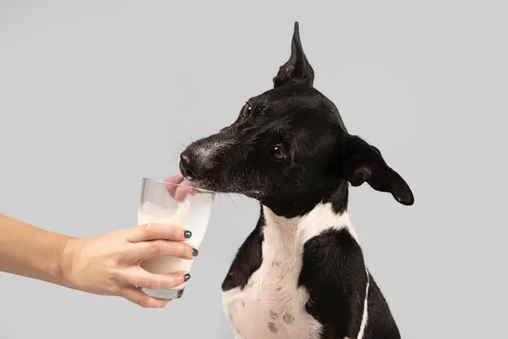 Kefir For Dogs: A Good Diet Or The Bad One? Let's Explore This