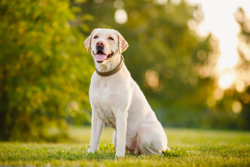 Perfect Dog Breeds For Men