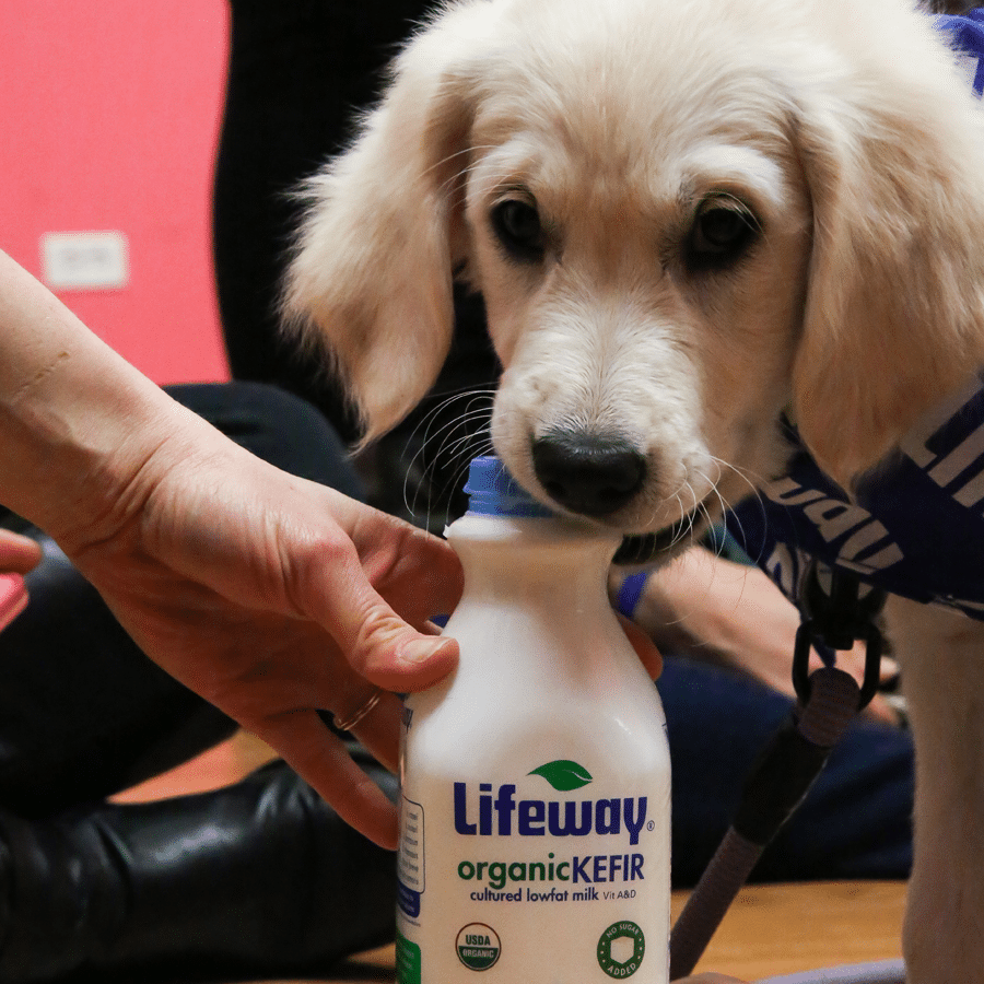 Kefir For Dogs