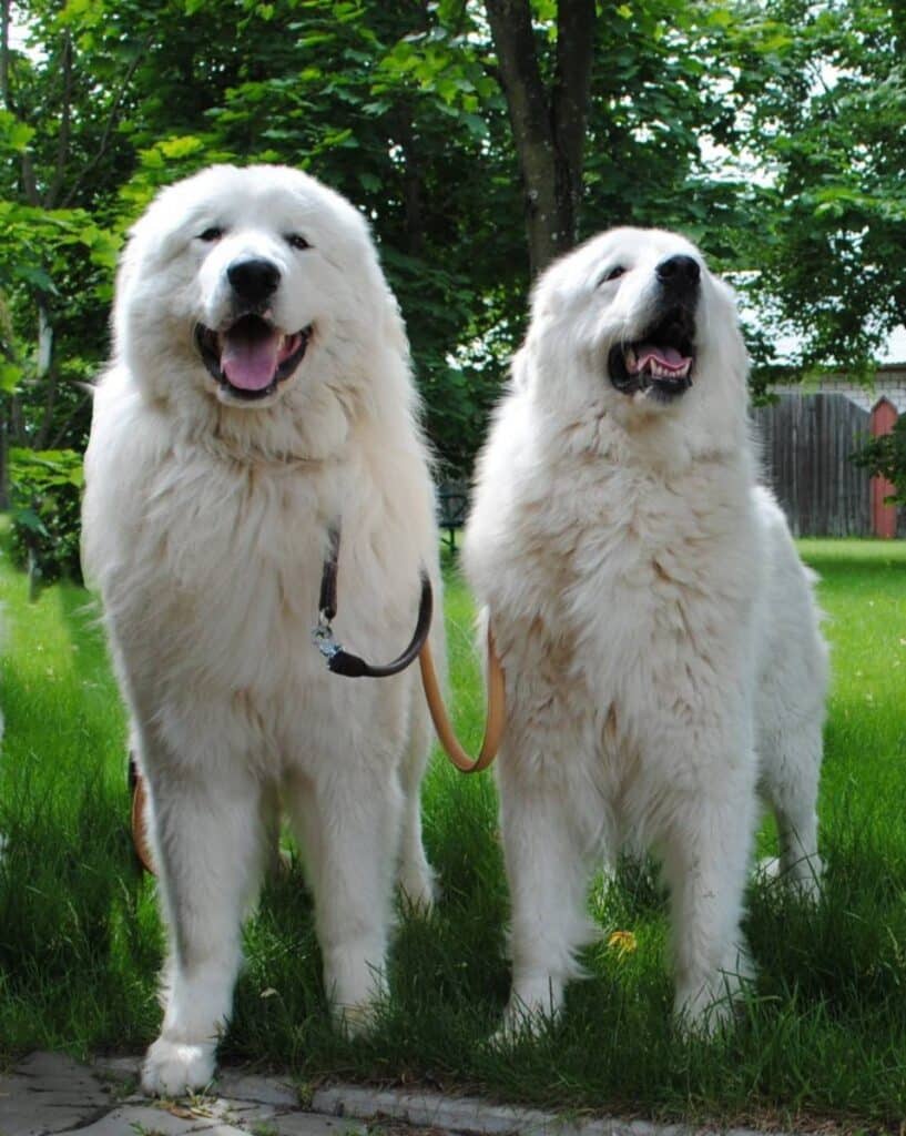 White Big Dogs